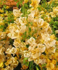 Bougainvillea Live Plant - 2 (Two) Live California Gold Bougainvillea Starter Plants - Yellow Bougainvillea Plant - Flower Plants Live