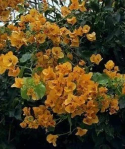 Bougainvillea Live Plant - 2 (Two) Live California Gold Bougainvillea Starter Plants - Yellow Bougainvillea Plant - Flower Plants Live