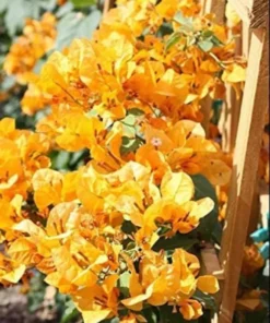 Bougainvillea Live Plant - 2 (Two) Live California Gold Bougainvillea Starter Plants - Yellow Bougainvillea Plant - Flower Plants Live