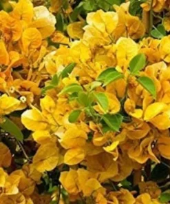 Bougainvillea Live Plant - 2 (Two) Live California Gold Bougainvillea Starter Plants - Yellow Bougainvillea Plant - Flower Plants Live