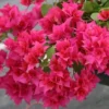 Bougainvillea Live Plant - 2 (Two) Live Double Red Bougainvillea Flower Plants - Live Flower Plants - Bougainvillea Plant