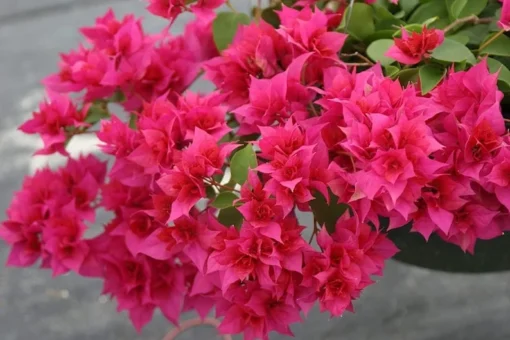 Bougainvillea Live Plant - 2 (Two) Live Double Red Bougainvillea Flower Plants - Live Flower Plants - Bougainvillea Plant