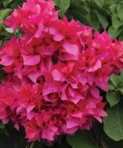 Bougainvillea Live Plant - 2 (Two) Live Double Red Bougainvillea Flower Plants - Live Flower Plants - Bougainvillea Plant
