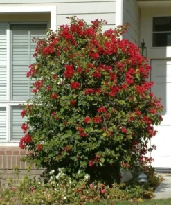 Bougainvillea Live Plant - 2 (Two) Live Double Red Bougainvillea Flower Plants - Live Flower Plants - Bougainvillea Plant