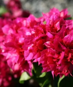 Bougainvillea Live Plant - 2 (Two) Live Double Red Bougainvillea Flower Plants - Live Flower Plants - Bougainvillea Plant