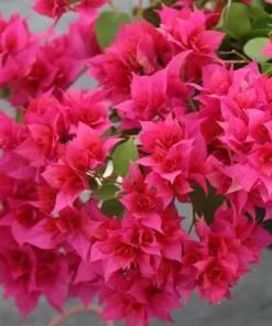 Bougainvillea Live Plant - 2 (Two) Live Double Red Bougainvillea Flower Plants - Live Flower Plants - Bougainvillea Plant