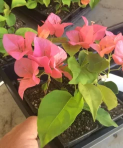 Bougainvillea Orange King Plant Starter Plug Orange Pink Flowers