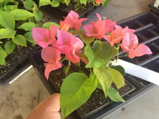 Bougainvillea Orange King Plant Starter Plug Orange Pink Flowers