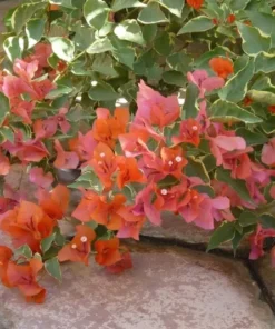 Bougainvillea Orange King Plant Starter Plug Orange Pink Flowers
