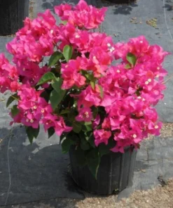 Bougainvillea Orange King Plant Starter Plug Orange Pink Flowers