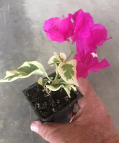 Bougainvillea Raspberry Ice Plant - Vining Shrub - Magenta & Green Foliage