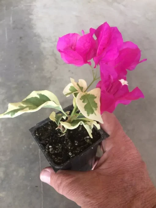 Bougainvillea Raspberry Ice Plant - Vining Shrub - Magenta & Green Foliage
