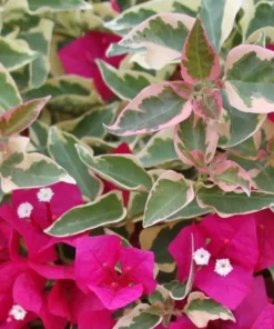 Bougainvillea Raspberry Ice Plant - Vining Shrub - Magenta & Green Foliage