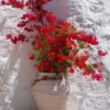 Bougainvillea San Diego Red Starter Plant - Red Flowering Vine - Outdoor Plant