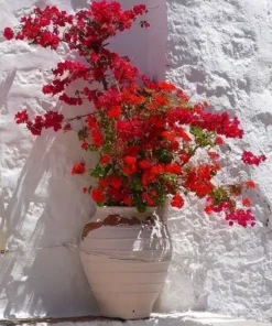 Bougainvillea San Diego Red Starter Plant - Red Flowering Vine - Outdoor Plant