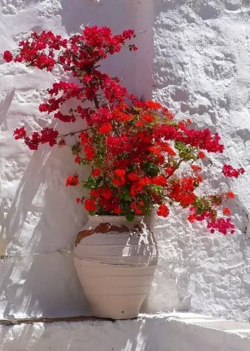 Bougainvillea San Diego Red Starter Plant - Red Flowering Vine - Outdoor Plant