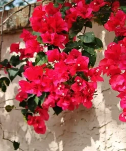 Bougainvillea San Diego Red Starter Plant - Red Flowering Vine - Outdoor Plant