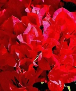 Bougainvillea San Diego Red Starter Plant - Red Flowering Vine - Outdoor Plant