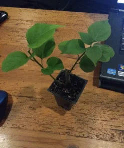 Bougainvillea San Diego Red Starter Plant - Red Flowering Vine - Outdoor Plant