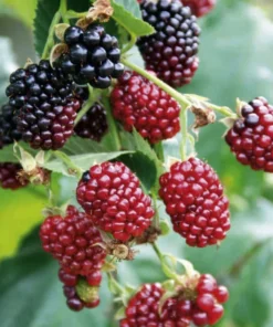 Boysenberry Live Plant Mix Between Raspberry Blackberry Loganberry Dewberry Starter Planter Pot Home Garden Berry - Fruit Tree Live Plant