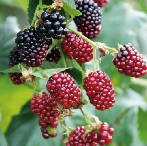 Boysenberry Live Plant Mix Between Raspberry Blackberry Loganberry Dewberry Starter Planter Pot Home Garden Berry - Fruit Tree Live Plant