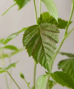 Boysenberry Live Plant Mix Between Raspberry Blackberry Loganberry Dewberry Starter Planter Pot Home Garden Berry - Fruit Tree Live Plant