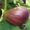 Brown Turkey Fig Tree - Fruiting Plant - Ficus Carica - Live Plant