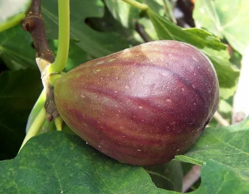Brown Turkey Fig Tree - Fruiting Plant - Ficus Carica - Live Plant