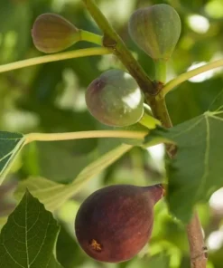 Brown Turkey Fig Tree - Fruiting Plant - Ficus Carica - Live Plant