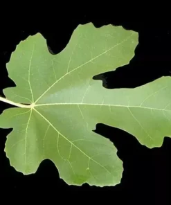 Brown Turkey Fig Tree - Fruiting Plant - Ficus Carica - Live Plant