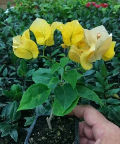California Gold Bougainvillea Plant - Rooted Cutting - Golden Blooms