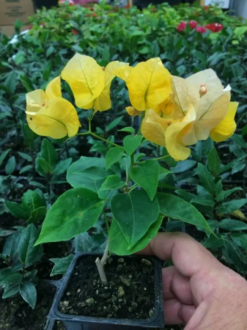 California Gold Bougainvillea Plant - Rooted Cutting - Golden Blooms