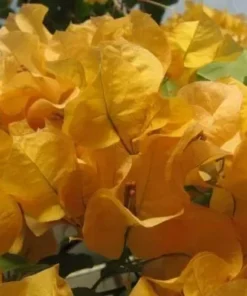 California Gold Bougainvillea Plant - Rooted Cutting - Golden Blooms