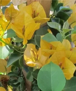 California Gold Bougainvillea Plant - Rooted Cutting - Golden Blooms