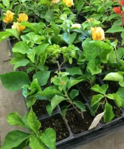 California Gold Bougainvillea Plant - Rooted Cutting - Golden Blooms