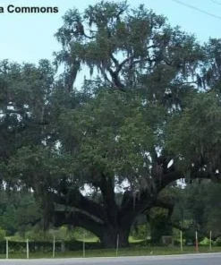California Live Oak Seedling - Quercus agrifolia - Evergreen Tree Starter Plant