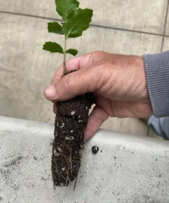 California Live Oak Seedling - Quercus agrifolia - Evergreen Tree Starter Plant