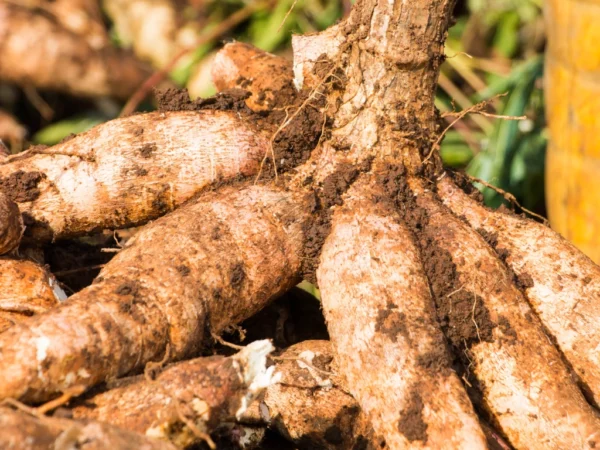 How to Grow Cassava from Cuttings: Easy Way to Start Your Own Tapioca Plant