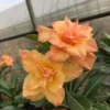 Desert Rose Plant - Double Yellow Desert Rose - Adenium Plant Live - Desert Rose Plant Yellow - Live Flower Plant - Live Plants