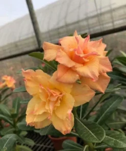 Desert Rose Plant - Double Yellow Desert Rose - Adenium Plant Live - Desert Rose Plant Yellow - Live Flower Plant - Live Plants
