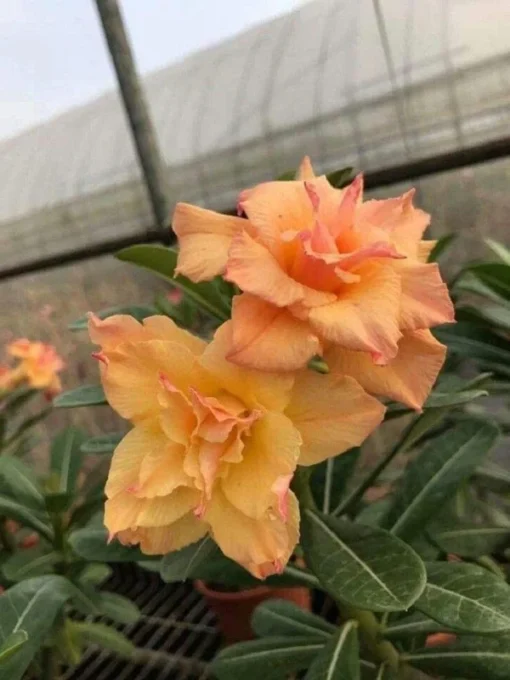 Desert Rose Plant - Double Yellow Desert Rose - Adenium Plant Live - Desert Rose Plant Yellow - Live Flower Plant - Live Plants
