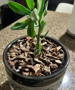 Desert Rose Plant - Double Yellow Desert Rose - Adenium Plant Live - Desert Rose Plant Yellow - Live Flower Plant - Live Plants