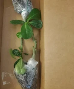 Desert Rose Plant - Double Yellow Desert Rose - Adenium Plant Live - Desert Rose Plant Yellow - Live Flower Plant - Live Plants