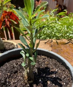 Desert Rose Plant - Double Yellow Desert Rose - Adenium Plant Live - Desert Rose Plant Yellow - Live Flower Plant - Live Plants