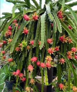 Dragon Fruit Edgar's Baby Hylocereus Hybrid Plant Cutting