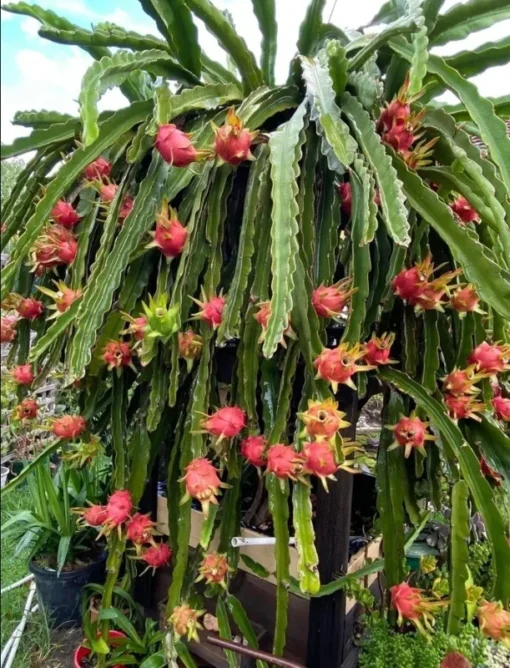 Dragon Fruit Edgar's Baby Hylocereus Hybrid Plant Cutting