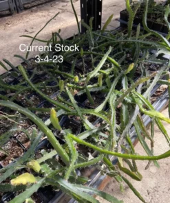 Dragon Fruit Edgar's Baby Hylocereus Hybrid Plant Cutting