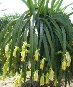 Dragon Fruit Edgar's Baby Hylocereus Hybrid Plant Cutting