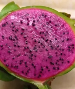 Dragon Fruit Edgar's Baby Hylocereus Hybrid Plant Cutting