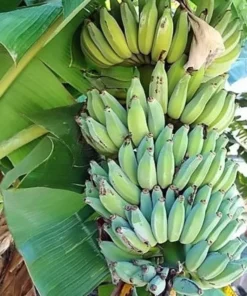 Dwarf Banana Tree - Namwah Banana Plant - Dwarf Banana Plant Live - Live Banana Fruit Plant - Pisang Awak COLD HARDY Live Banana Plant